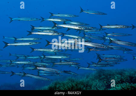 school of mediterranean barracuda, (Sphyraena sphyraena) Stock Photo