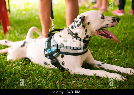 A Dalmation dog lying on grass. Stock Photo
