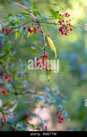 Close-up image of the vibrant red, winter berries of Viburnum opulus also known as the Guelder Rose shrub Stock Photo