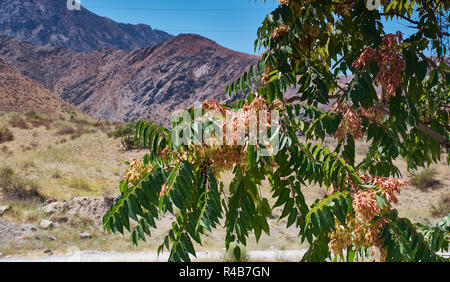 Gleditsia triacanthos also known as the thorny locust, is a deciduous tree in the Fabaceae family, Stock Photo