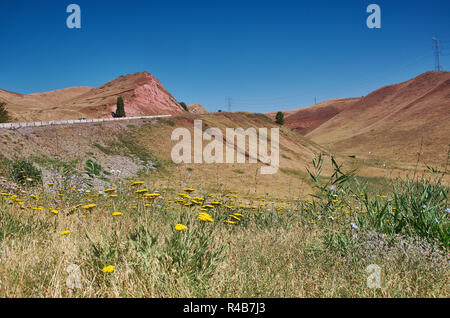 Handelia trichophylla genus of flowering plants in the daisy family Central Asia Stock Photo