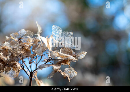 Close-up image of a decaying Hydrangea seed head/flower head against a blue sky Stock Photo