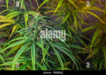 Close up of a marijuana bud growing indoors Stock Photo