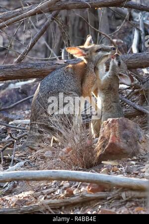 swamp wallaby with cub Stock Photo