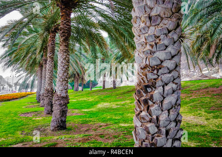 Field of date palm trees along the road. Shot from Muscat, Oman. Stock Photo