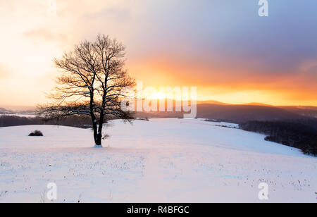 Alone tree in winter sunrise landscape - nature Stock Photo