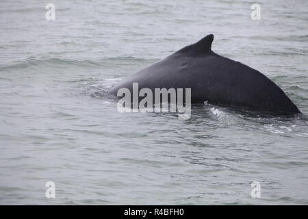 Tail fin of the mighty humpback whale (Megaptera novaeangliae) seen from the boat near Husavik, Iceland Stock Photo