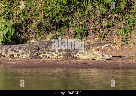 resting nile crocodile on river bank, opened mouth showing teeth in Chobe river, Botswana safari wildlife Stock Photo