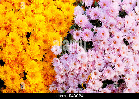 Close-up of beautiful pink and yellow chrysanthemum. Flowers spring or summer background, top view. Stock Photo