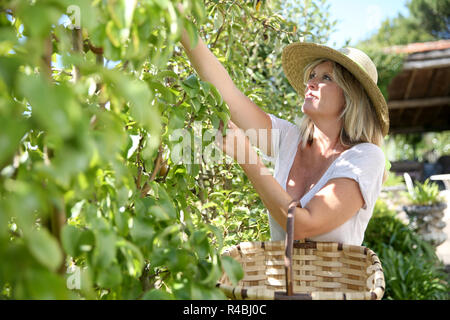 Smiling blond woman picking fruits from tree Stock Photo