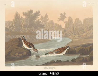 Little Sandpiper. Dated: 1836. Medium: hand-colored etching and aquatint on Whatman paper. Museum: National Gallery of Art, Washington DC. Author: Robert Havell after John James Audubon. AUDUBON, JOHN JAMES. Stock Photo