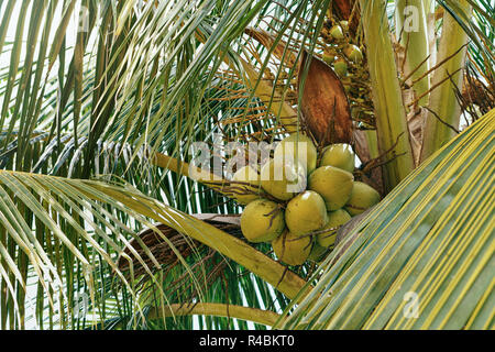 sweet coconut fruit on coconut tree. Stock Photo