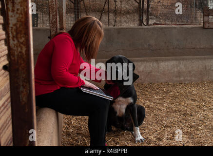 Work From Home Concept Working Dog Cute Dog Is Working On A Silver Laptop  With A Cup Of Coffee Dog Breed Continental Toy Spaniel Papillon Stock Photo  - Download Image Now - iStock