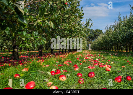 Katy Apple Harvesting, Somerset  5th sept 2018 Stock Photo