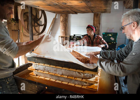 Craft Cider Making, Traditional Wooden Apple Press, Building a Cheese, with Rack and Cloth, Barley Wood 18th Oct  2018 Stock Photo