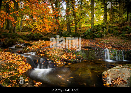 Cloghleagh Glen in Wicklow Mountains National Park Stock Photo