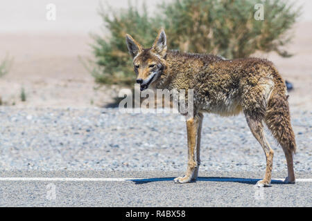 coyote stalk on roadside  in desert area. Stock Photo