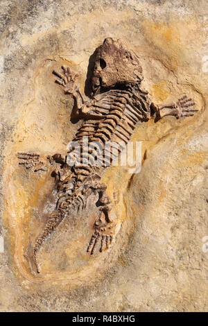 Seymouria baylorensis - cast of fossil Early Permian period Stock Photo