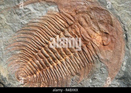 Fossil of a trilobites from the early ordovician period Stock Photo