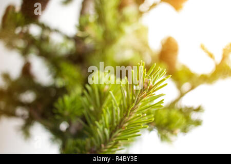 Christmass tree branch on sunny day in forest. Christmass and New Year concept. Stock Photo