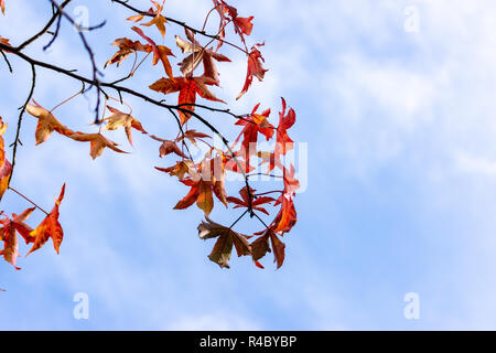 Leaves of the Sweet Gum or Liquidambar styraciflua against wispy clouds over a blue sky in autumn Stock Photo