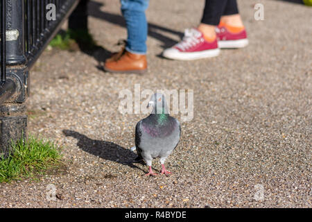 A common feral pigeon (columba livia domestica) stood in front 2 sets of peoples feet looking cheeky with its head slightly on one side Stock Photo