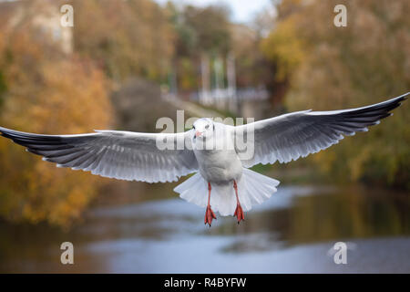 Close up of a black headed gull (Chroicocephalus ridibundus) in adult winter plumage flying wings extended Stock Photo