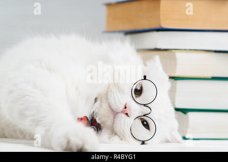 Portrait of furry cat in transparent round glasses. Domestic soigne scientist kitty in red tie poses on books background in library. Education, science, knowledge concept. Studio photo. Stock Photo