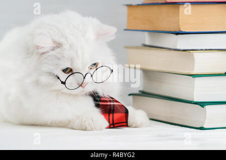 Portrait of furry cat in transparent round glasses. Domestic soigne scientist kitty in red tie poses on books background in library. Education, science, knowledge concept. Studio photo. Stock Photo