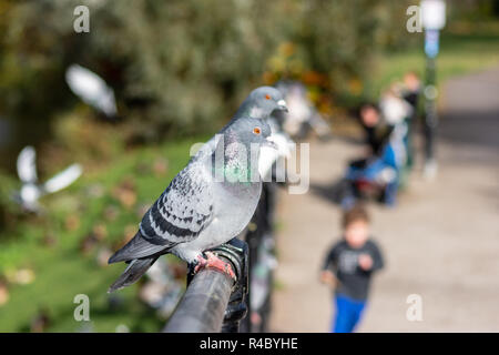 Common pigeons or rock doves Columba (livia domestica) in a row on a metal barrier receeding away from the camera with only the nearest  in focus Stock Photo