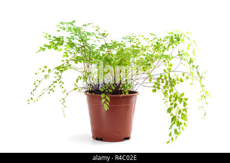 Adiantum raddianum plant in flower pot Stock Photo