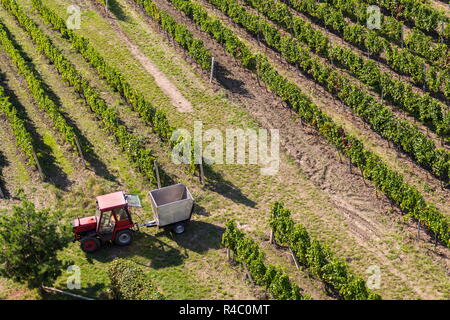 Red tractor ready for harvesting grapes in vineyard, sunny autumn day, Southern Moravia, Czech Republic Stock Photo