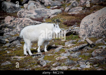 Mountain goat laying on rocky ledge of cliff in Rocky Mountains of Colorado Stock Photo