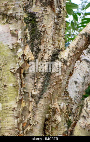 Close-up, macro image of the attractive peeling bark on the trunk and branches of the Betula tree also known as the Birch tree Stock Photo