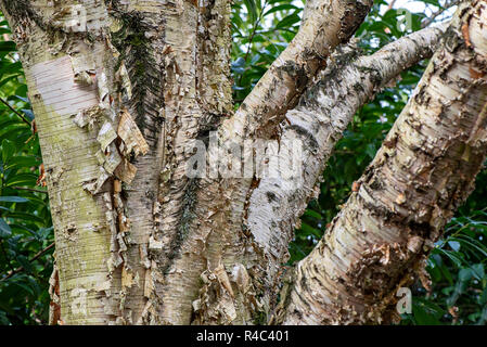Close-up, macro image of the attractive peeling bark on the trunk and branches of the Betula tree also known as the Birch tree Stock Photo