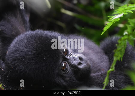 A  baby mountain gorilla (Gorilla beringei beringei) relaxes with its mother. About 1,000 mountain remain in Uganda, Rwanda and The Democtatic republi