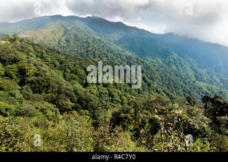 Red Panda habitat at Singalila National Park in India - Nepal region. Stock Photo