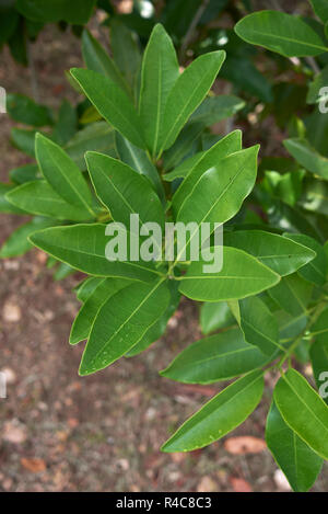 Pimenta dioica Stock Photo