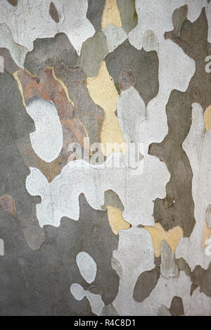 Platanus x hispanica  textured bark Stock Photo