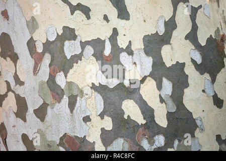 Platanus x hispanica  textured bark Stock Photo