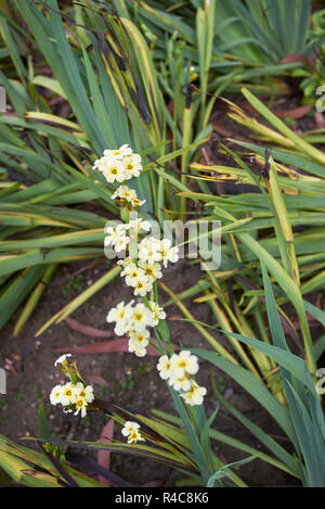 Sisyrinchium striatum plant Stock Photo