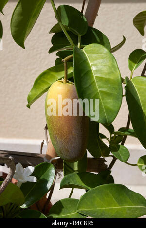 Stephanotis floribunda fruit Stock Photo