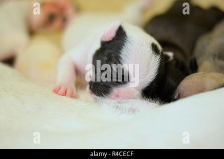 French Bulldog 10 days old Stock Photo