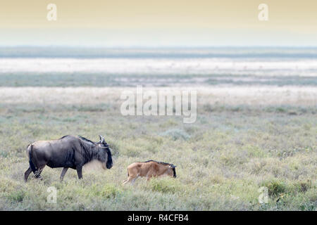 Blue Wildebeest (Connochaetes taurinus) mother with newborn calf walking at the southern plains, during the migration, Ngorongoro conservation area, T Stock Photo