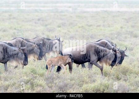 Blue Wildebeest (Connochaetes taurinus) mother with newborn calf walking in the herd, during the migration, Ngorongoro conservation area, Tanzania. Stock Photo