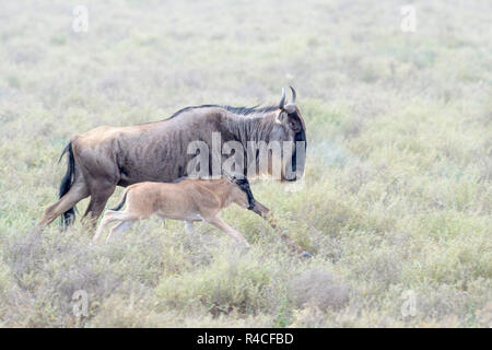 Blue Wildebeest (Connochaetes taurinus) mother with newborn calf running at the southern plains, during the migration, Ngorongoro conservation area, T Stock Photo