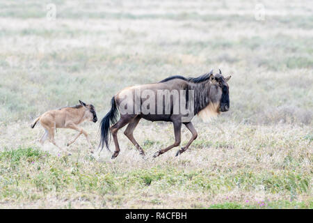 Blue Wildebeest (Connochaetes taurinus) mother with newborn calf running at the southern plains, during the migration, Ngorongoro conservation area, T Stock Photo