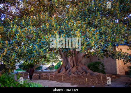 Moreton Bay fig tree (Ficus macrophylla), known in Mallorca as the Ficus de la Misericòrdia. Stock Photo