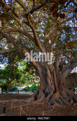Moreton Bay fig tree (Ficus macrophylla), known in Mallorca as the Ficus de la Misericòrdia. Stock Photo