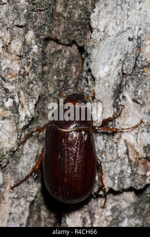 May Beetle, Phyllophaga sp. Stock Photo